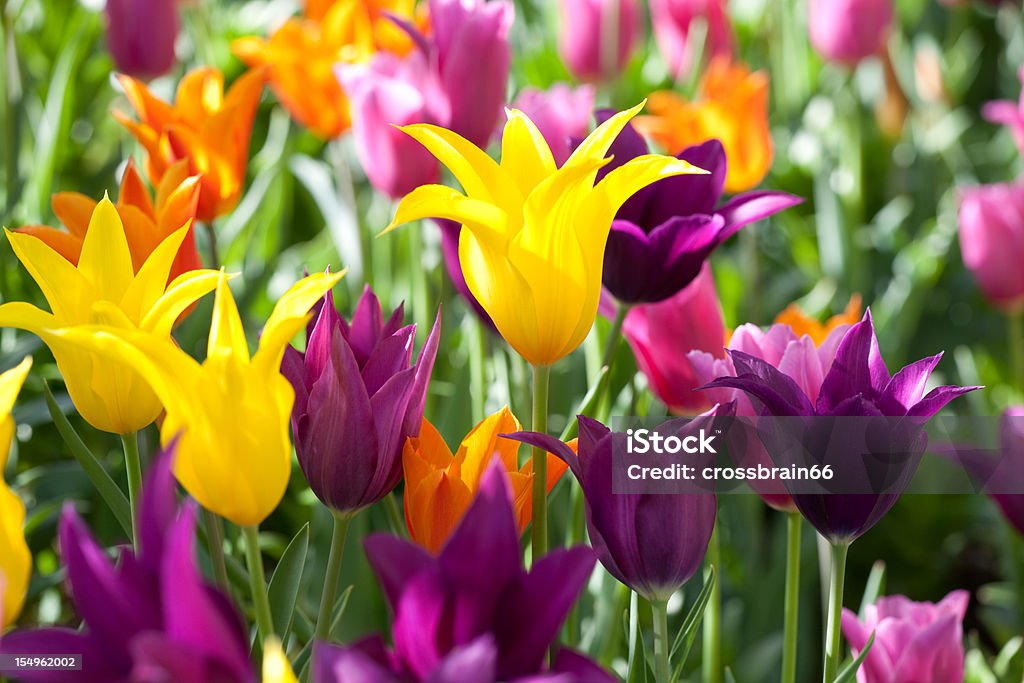 Giglio fiore tulipani colorati - - Foto stock royalty-free di Aiuola