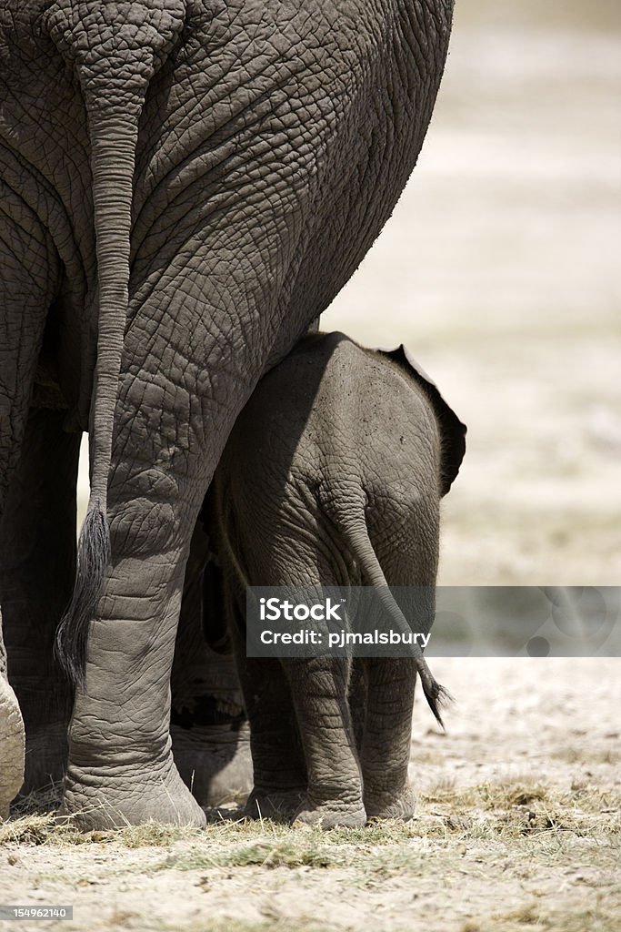 Little and Large Taken in Amboseli National Park, Kenya Africa Stock Photo