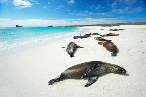istock Galapagos Sea Lions Sun Themselves on Bright Beach 154962195