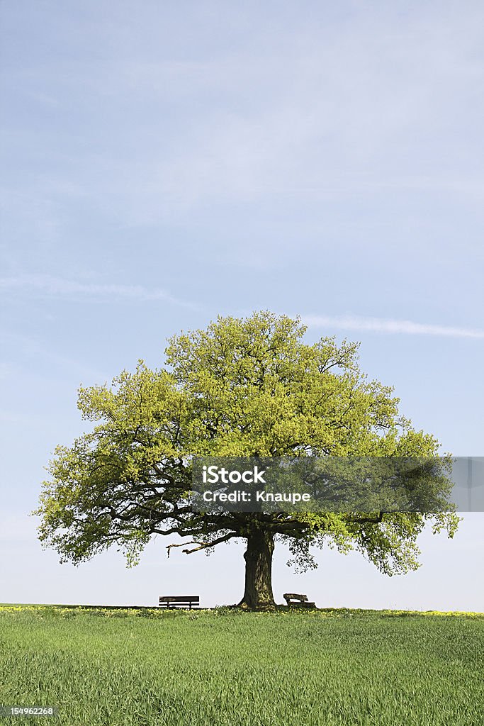 Einzelne alte Eiche mit Bänken hinter junge Weizen Feld - Lizenzfrei Eiche Stock-Foto