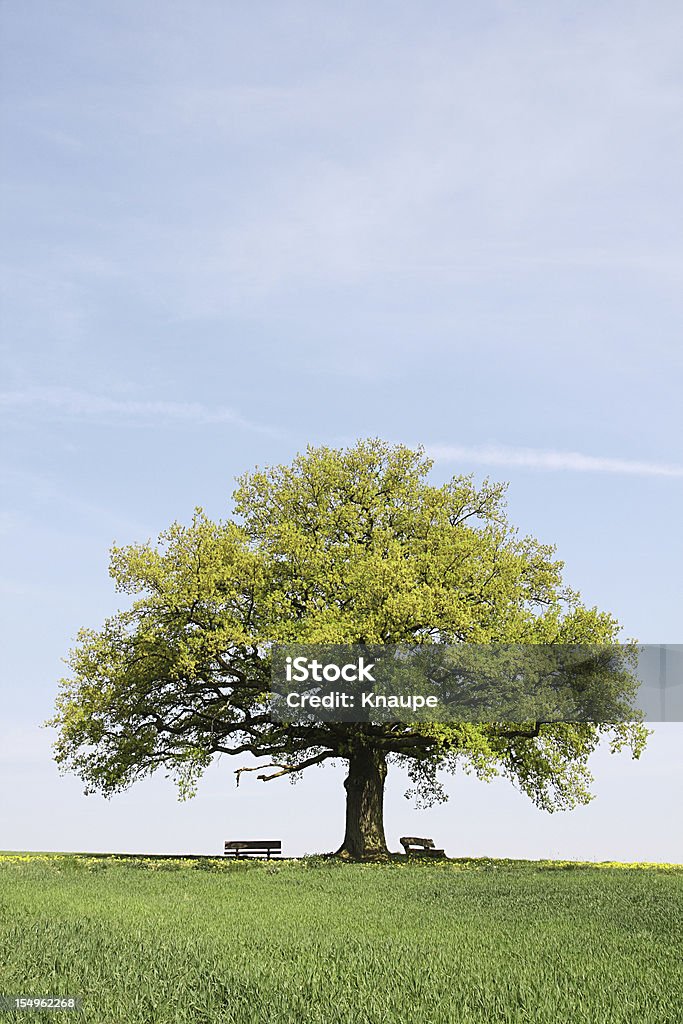 Singolo vecchia quercia con le panche dietro giovane sul campo di grano - Foto stock royalty-free di Quercia