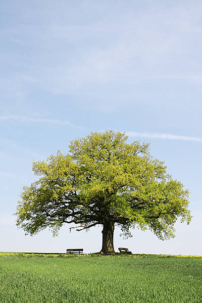 Single old  oak tree with benches behind young wheat field