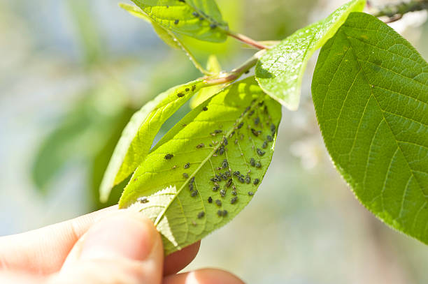 aphids - lice pest infestation human hand is checking leafs for aphidsaphids on leaf  parasitic photos stock pictures, royalty-free photos & images