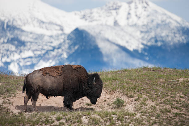 american buffalo w narodowy rezerwat bizonów, montana, usa. - mountain montana mountain peak mountain range zdjęcia i obrazy z banku zdjęć