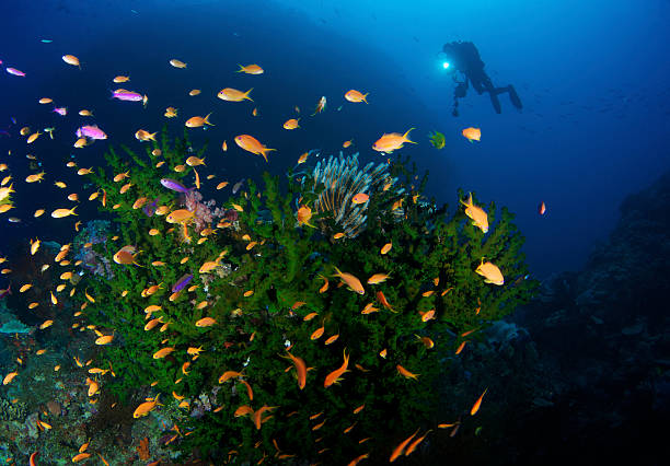 istock Green Hard Coral and diver 154962362