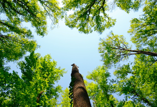 A look up in the forest.