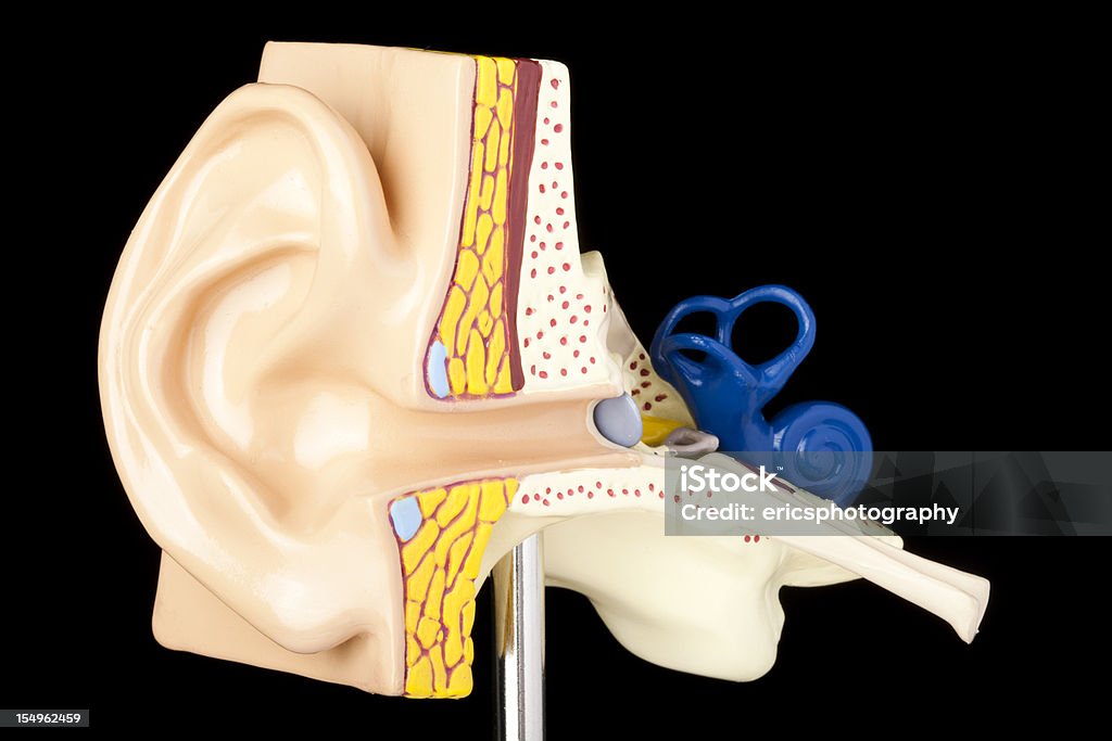 人間の耳 - カットアウトのロイヤリティフリーストックフォト