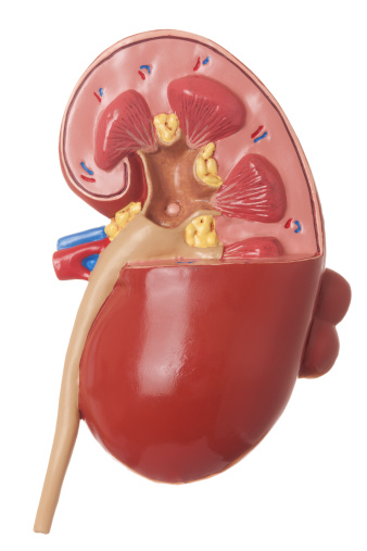 Kidney human renal realistic 3d illustration