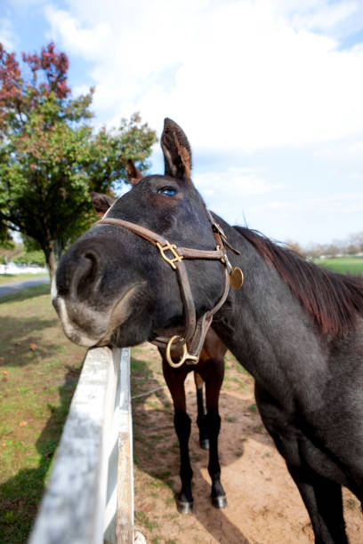 istock Thoroughbred Racehorse 154962550
