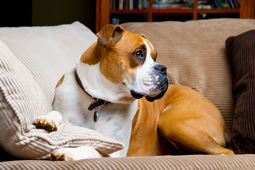 A fawn colored boxer dog laying on a couch with his head raised up.