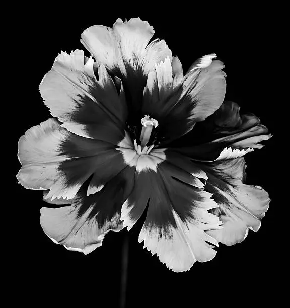 Photo of Monochrome Parrot Tulip isolated on black