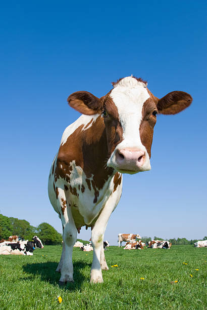 istock Curious cow standing in a meadow 154962646