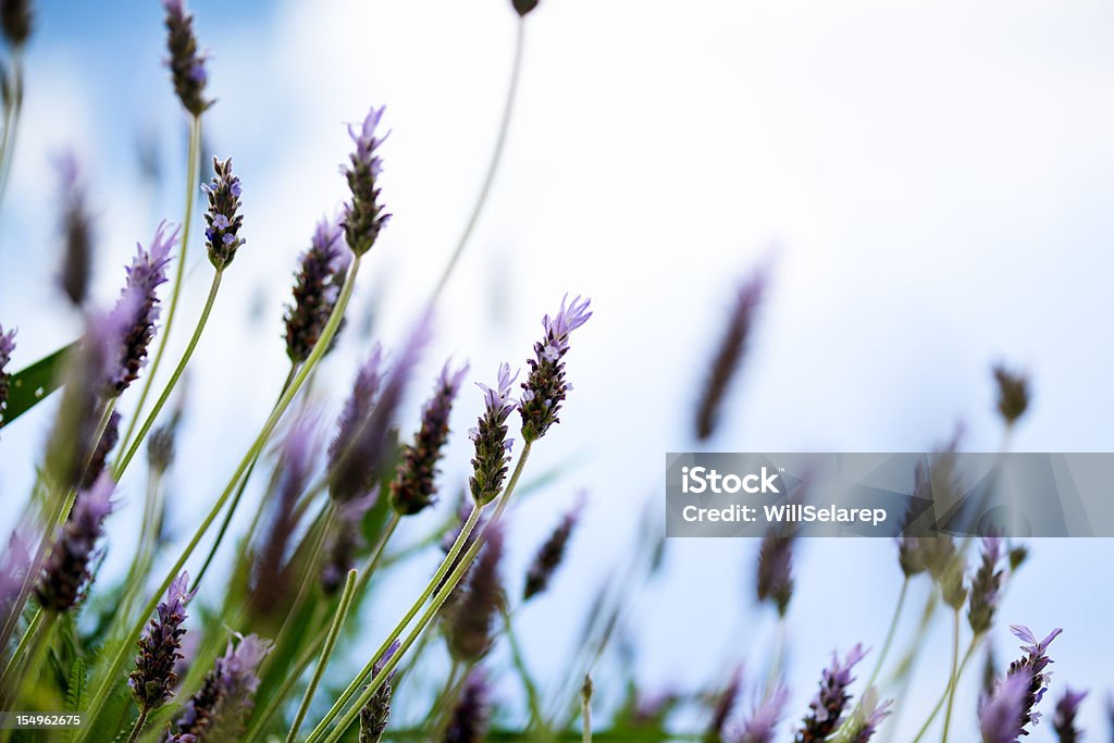 Lavanda - Foto de stock de Arbusto royalty-free