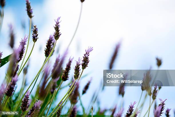 Foto de Lavanda e mais fotos de stock de Arbusto - Arbusto, Azul, Cabeça da flor