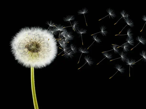 Dandelion Isolated on Black Background with Seeds Blowing in the Wind