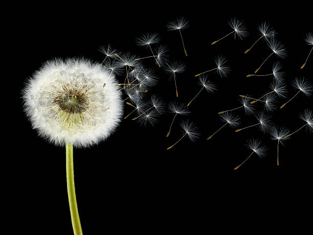 dente-de-leão - dandelion single flower flower seed imagens e fotografias de stock