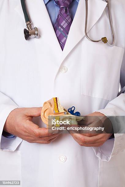 Médico Segurando Orelha Humana - Fotografias de stock e mais imagens de Doutor - Doutor, Orelha Humana, Anatomia