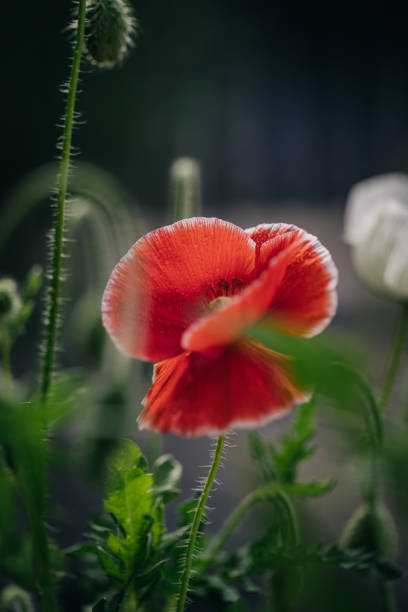 istock Poppy Flower - Red and White 2 1549627355