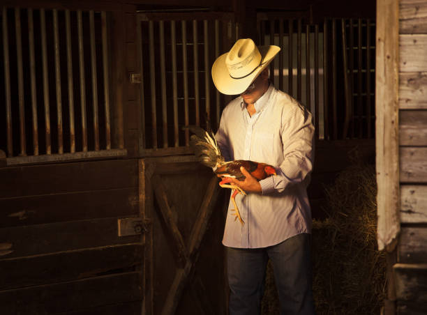 istock farmer holding a fighting rooster 154962773