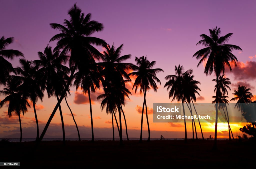 Palmeras y atardecer colorido - Foto de stock de Antigua - Islas de Sotavento libre de derechos