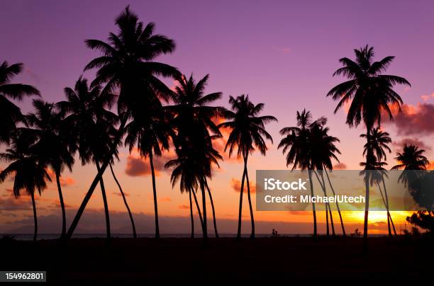 Palmeras Y Atardecer Colorido Foto de stock y más banco de imágenes de Antigua - Islas de Sotavento - Antigua - Islas de Sotavento, Puesta de sol, Púrpura