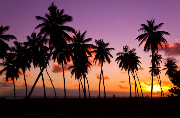 Palm Trees And Colorful Sunset stock photo