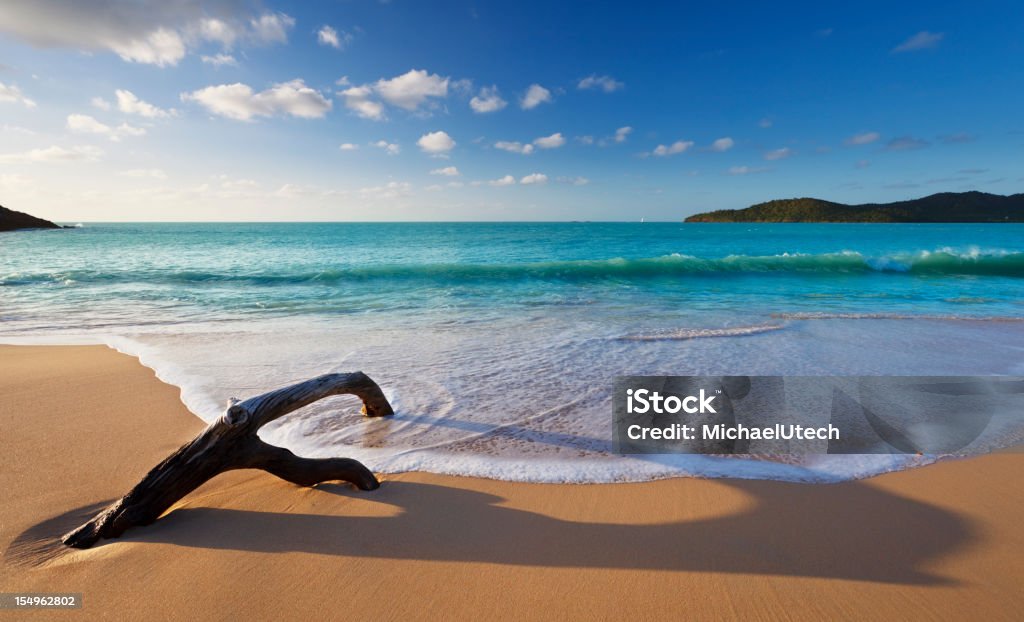 Driftwood am Strand am Karibischen Meer - Lizenzfrei Strand Stock-Foto