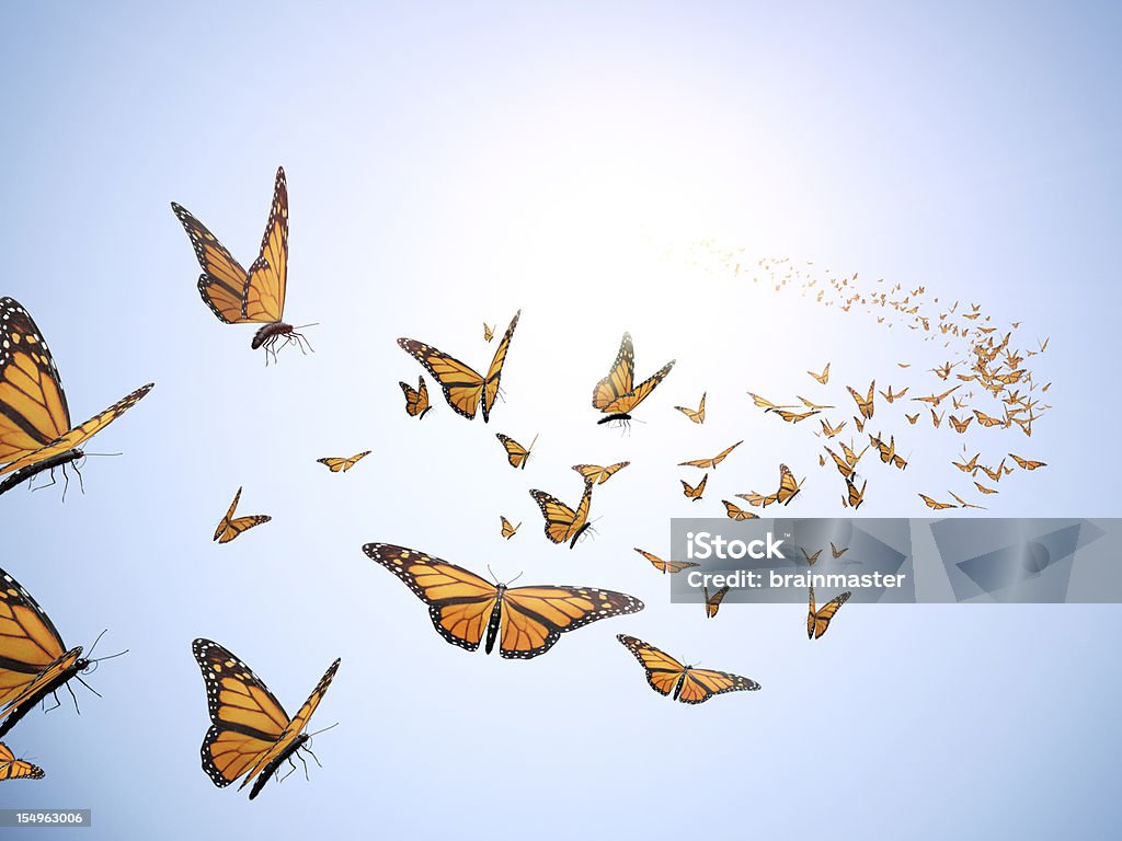 Flying butterflys - Foto de stock de Mariposa - Lepidópteros libre de derechos