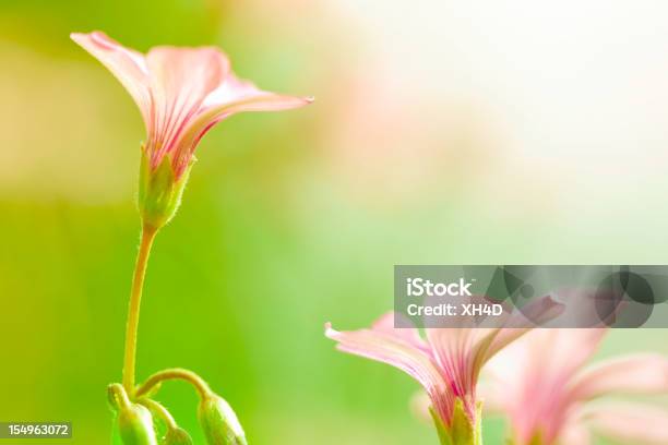 Trifoglio E Fiore In Primavera - Fotografie stock e altre immagini di Ambientazione esterna - Ambientazione esterna, Close-up, Colore brillante