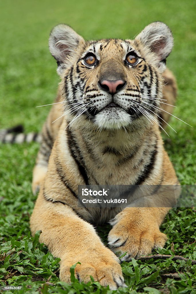 Jovem Tigre - Royalty-free Cria de tigre Foto de stock