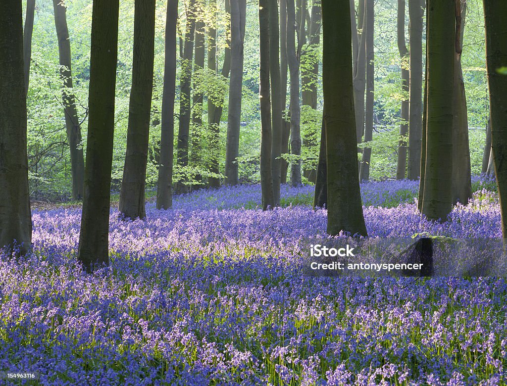 Campanule woodland - Photo de Hampshire libre de droits