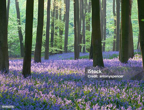 Dzwonek Woodland - zdjęcia stockowe i więcej obrazów Hampshire - Hampshire, Natura, Anglia