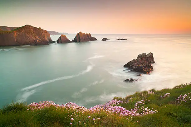 An early summer sunset with thrift flowing at Hartland Quay, a beautifully dramatic location on the Atlantic North Devon Coast.