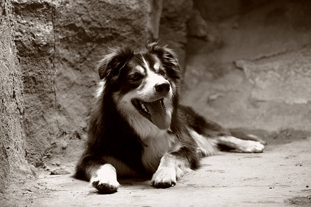 istock Border collie lying on hard rock 154963272