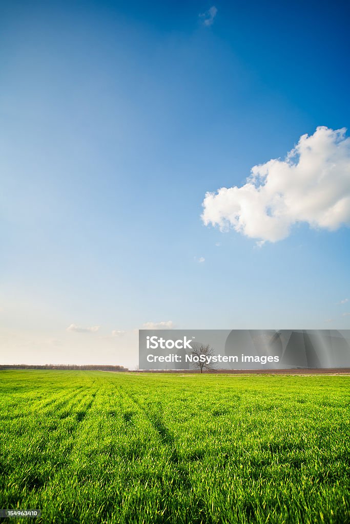 Campo de Agricultura - Royalty-free Agricultura Foto de stock