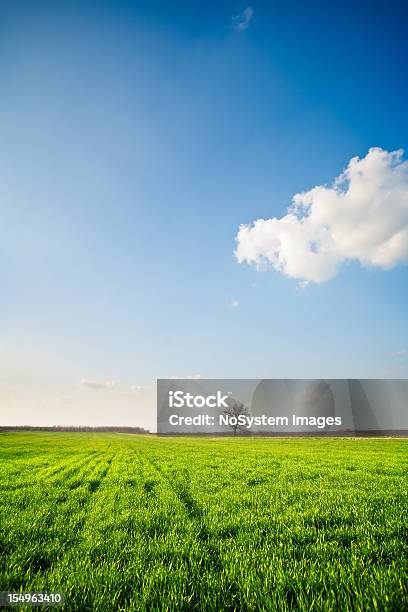 Campo De Agricultura - Fotografias de stock e mais imagens de Agricultura - Agricultura, Ajardinado, Ao Ar Livre