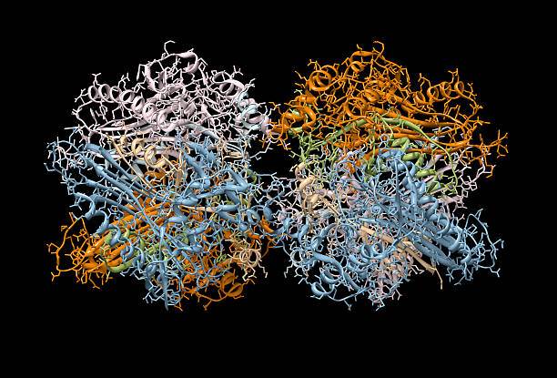 modelo de immunoglobin-um anticorpo - immunoglobin - fotografias e filmes do acervo