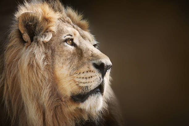 männliche löwe - lion mane strength male animal stock-fotos und bilder