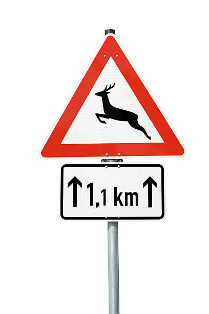 Deer crossing sign - deer crossing next 1.1 kilometers. Isolated on white, clipping path included
