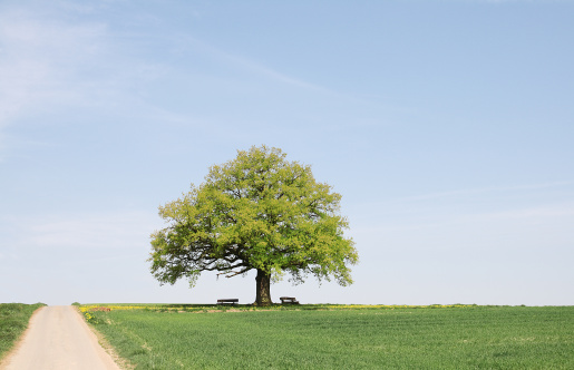 Single old  oak tree with benches behind young wheat field