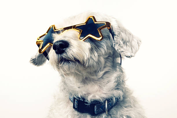 superstar celebrity hund - fame stock-fotos und bilder