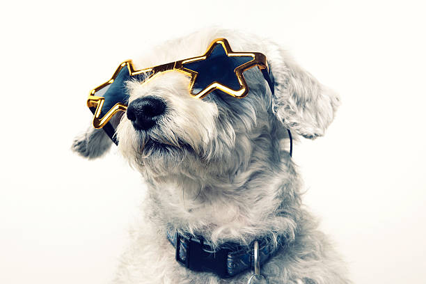 superstar celebrity chien - fame photos et images de collection