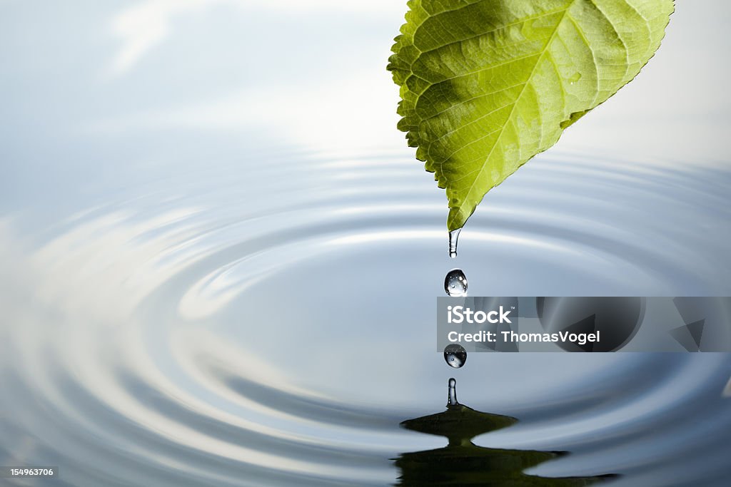 Hoja con gota de agua - Foto de stock de Hoja libre de derechos