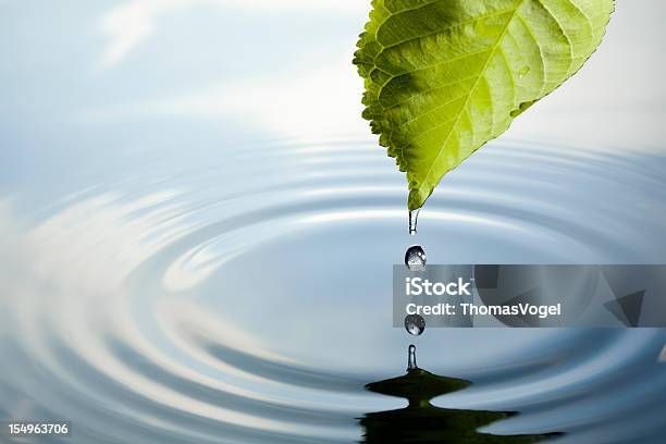 Hoja Con Gota De Agua Foto de stock y más banco de imágenes de Hoja - Hoja, Agua, Gota - Líquido