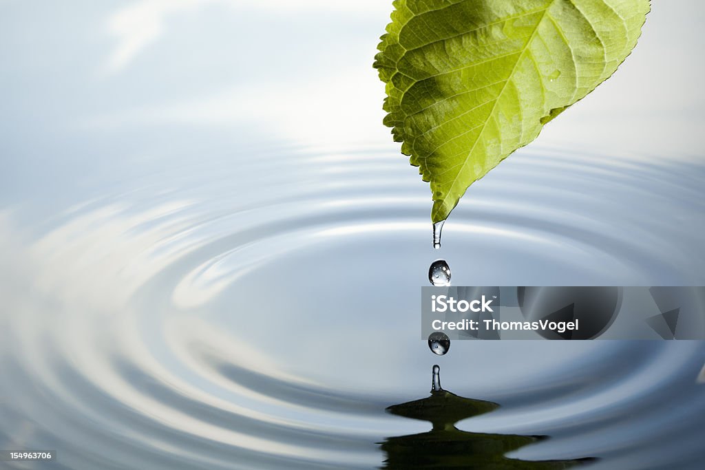잎 물 낙차 - 로열티 프리 잎 스톡 사진