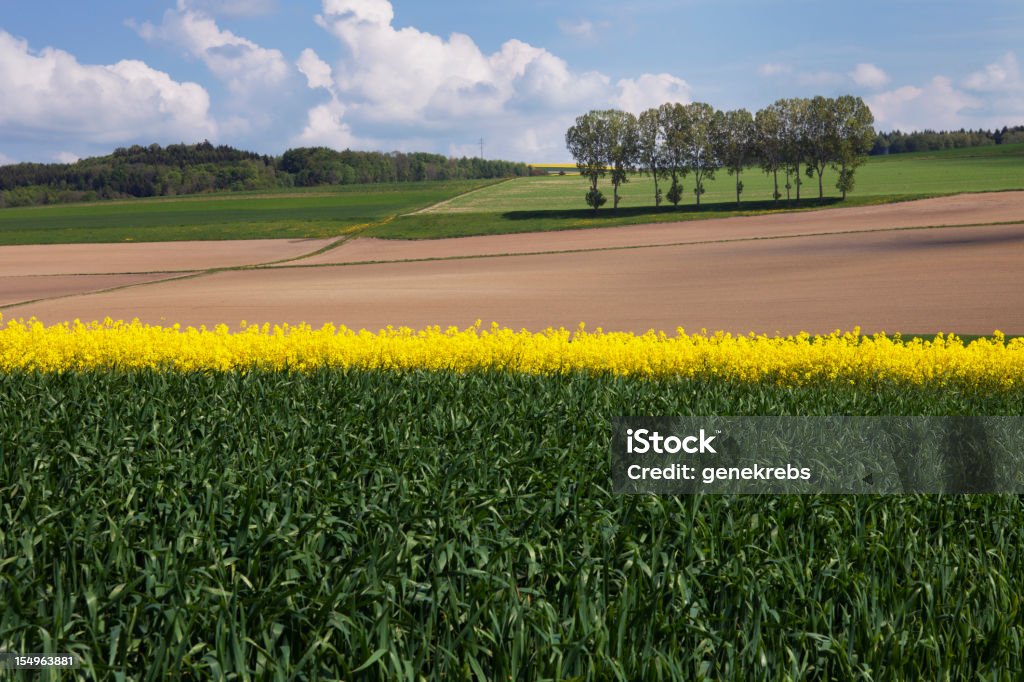 Fila de árboles en la primavera de Colza y trigo Campo - Foto de stock de Agricultura libre de derechos