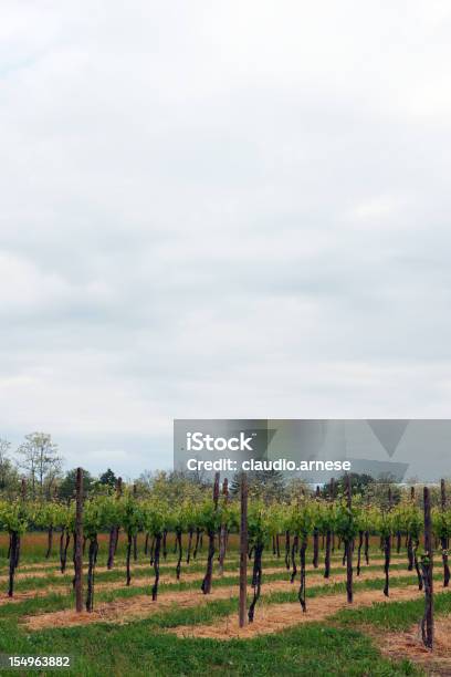 Vigneti Immagine A Colori - Fotografie stock e altre immagini di Ambientazione esterna - Ambientazione esterna, Azienda vinicola, Campo