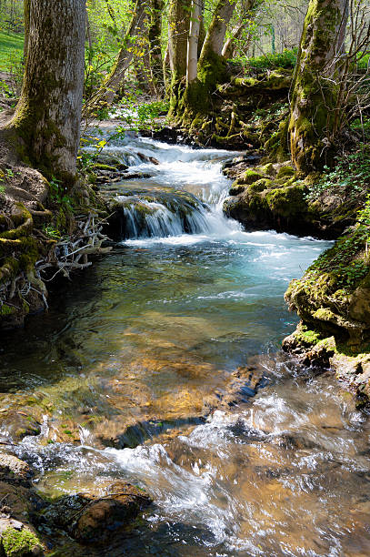 Forest stream with little cascade at spring stock photo