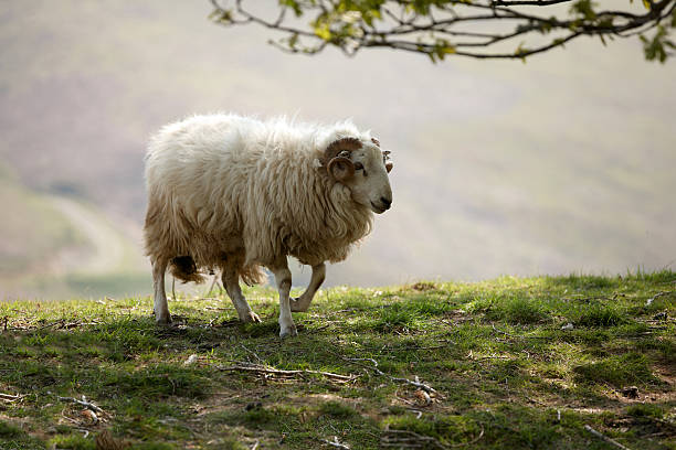 istock Welsh hillside sheep close up grazing 154963965