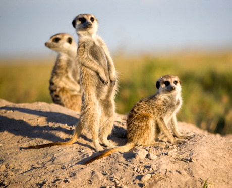 Meerkats del Kalahari photo